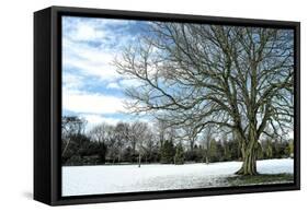 Winter Tree in Snow-Tom Quartermaine-Framed Stretched Canvas