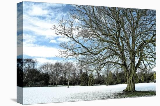 Winter Tree in Snow-Tom Quartermaine-Stretched Canvas