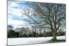 Winter Tree in Snow-Tom Quartermaine-Mounted Premium Giclee Print