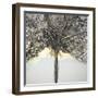 Winter Tree Lights-Caroline Ashwood-Framed Giclee Print