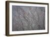 Winter Tree Limbs II-Kathy Mahan-Framed Photographic Print