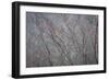 Winter Tree Limbs II-Kathy Mahan-Framed Photographic Print