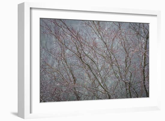 Winter Tree Limbs II-Kathy Mahan-Framed Photographic Print