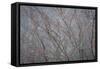 Winter Tree Limbs II-Kathy Mahan-Framed Stretched Canvas