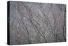 Winter Tree Limbs II-Kathy Mahan-Stretched Canvas