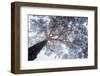 Winter tree lines-Ales Krivec-Framed Photographic Print