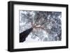 Winter tree lines-Ales Krivec-Framed Photographic Print