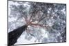 Winter tree lines-Ales Krivec-Mounted Photographic Print