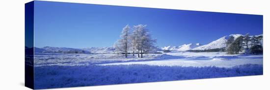 Winter Tree, Rannoch, Scotland, UK-Peter Adams-Stretched Canvas