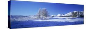 Winter Tree, Rannoch, Scotland, UK-Peter Adams-Stretched Canvas