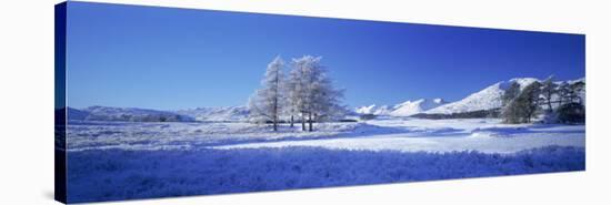 Winter Tree, Rannoch, Scotland, UK-Peter Adams-Stretched Canvas