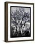 Winter Tree-Tim Nyberg-Framed Giclee Print