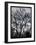 Winter Tree-Tim Nyberg-Framed Giclee Print