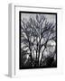 Winter Tree-Tim Nyberg-Framed Giclee Print