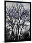 Winter Tree-Tim Nyberg-Mounted Giclee Print