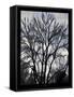 Winter Tree-Tim Nyberg-Framed Stretched Canvas