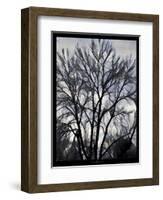 Winter Tree-Tim Nyberg-Framed Giclee Print