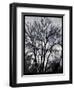 Winter Tree-Tim Nyberg-Framed Giclee Print
