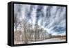 Winter Treeline-Robert Goldwitz-Framed Stretched Canvas