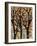 Winter Trees 1-Karla Gerard-Framed Giclee Print