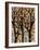 Winter Trees 1-Karla Gerard-Framed Giclee Print