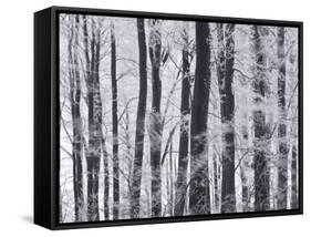 Winter Trees and Frost, Gloucestershire, UK-Peter Adams-Framed Stretched Canvas