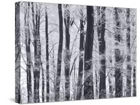 Winter Trees and Frost, Gloucestershire, UK-Peter Adams-Stretched Canvas