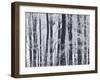 Winter Trees and Frost, Gloucestershire, UK-Peter Adams-Framed Photographic Print