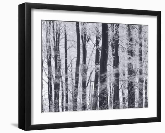 Winter Trees and Frost, Gloucestershire, UK-Peter Adams-Framed Photographic Print