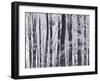 Winter Trees and Frost, Gloucestershire, UK-Peter Adams-Framed Photographic Print
