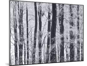 Winter Trees and Frost, Gloucestershire, UK-Peter Adams-Mounted Photographic Print