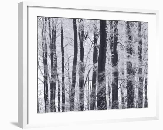 Winter Trees and Frost, Gloucestershire, UK-Peter Adams-Framed Photographic Print