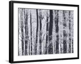 Winter Trees and Frost, Gloucestershire, UK-Peter Adams-Framed Photographic Print