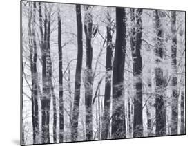 Winter Trees and Frost, Gloucestershire, UK-Peter Adams-Mounted Photographic Print