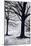 Winter Trees, Greenwich Park, 2004-Ellen Golla-Mounted Giclee Print