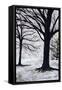 Winter Trees, Greenwich Park, 2004-Ellen Golla-Framed Stretched Canvas