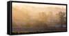 Winter trees in misty panorama, Surrey, England, United Kingdom, Europe-Charles Bowman-Framed Stretched Canvas