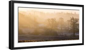 Winter trees in misty panorama, Surrey, England, United Kingdom, Europe-Charles Bowman-Framed Premium Photographic Print