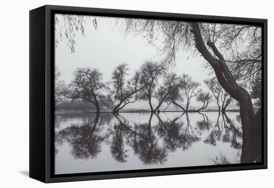 Winter Trees Reflection, Marin County California-Vincent James-Framed Stretched Canvas