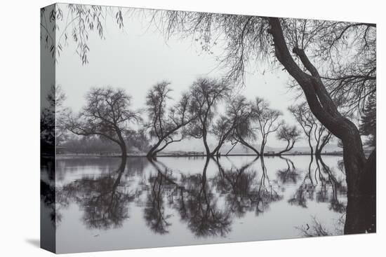 Winter Trees Reflection, Marin County California-Vincent James-Stretched Canvas