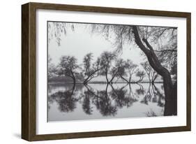 Winter Trees Reflection, Marin County California-Vincent James-Framed Photographic Print