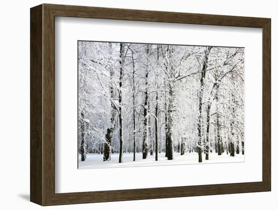 Winter Trees-LeniKovaleva-Framed Photographic Print