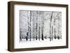 Winter Trees-LeniKovaleva-Framed Photographic Print