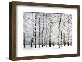 Winter Trees-LeniKovaleva-Framed Photographic Print