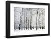 Winter Trees-LeniKovaleva-Framed Photographic Print