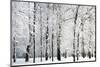 Winter Trees-LeniKovaleva-Mounted Photographic Print