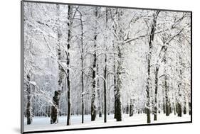 Winter Trees-LeniKovaleva-Mounted Photographic Print