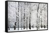 Winter Trees-LeniKovaleva-Framed Stretched Canvas