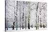 Winter Trees-LeniKovaleva-Stretched Canvas