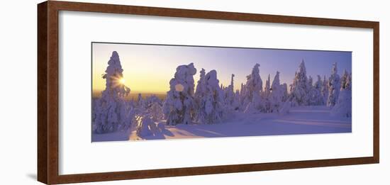 Winter Trees-Panoramic Images-Framed Photographic Print